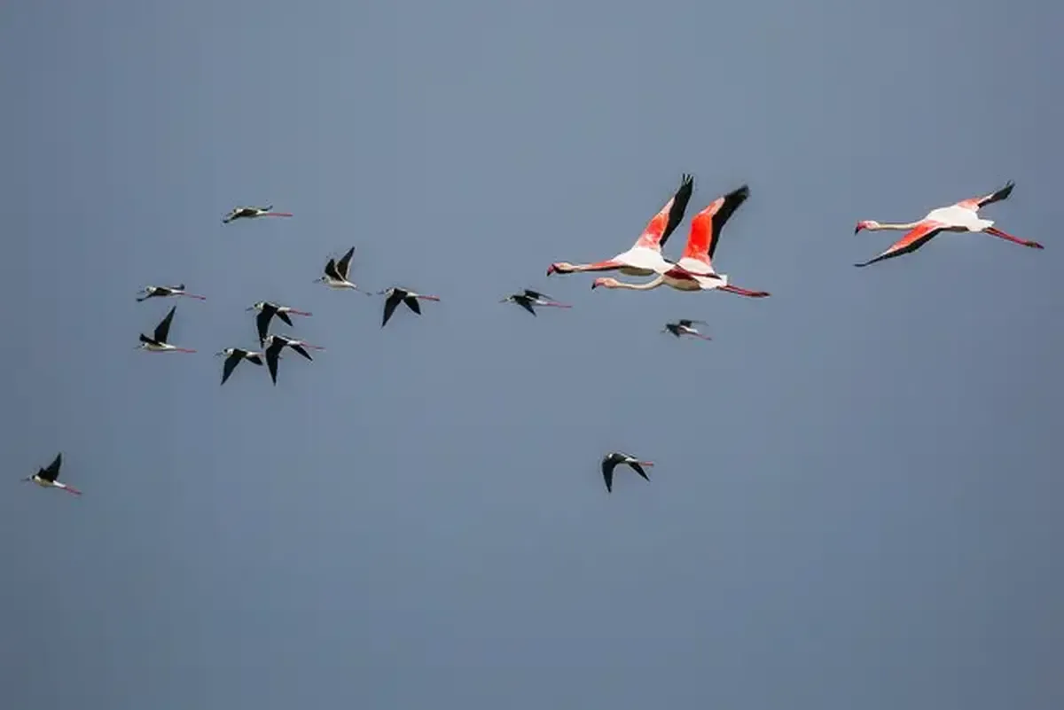 کشف تعداد زیادی لاشه پرندگان مسموم شده در اهواز