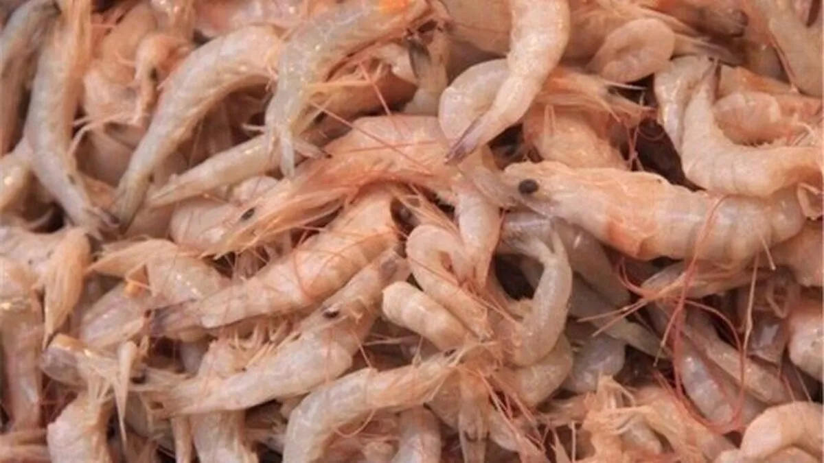Iran expects 20% rise in farmed shrimp output