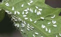 با حشرات سفید بالک چه کنیم؟