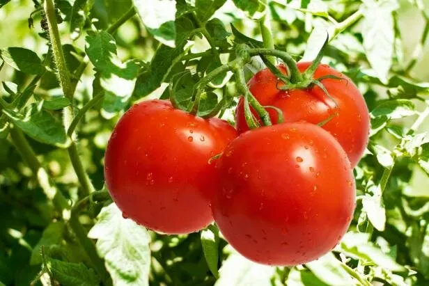 به&zwnj;زودی وضعیت گوجه&zwnj;فرنگی بهبود می&zwnj;یابد