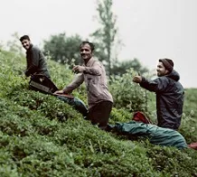 برداشت چای در گیلان +عکس