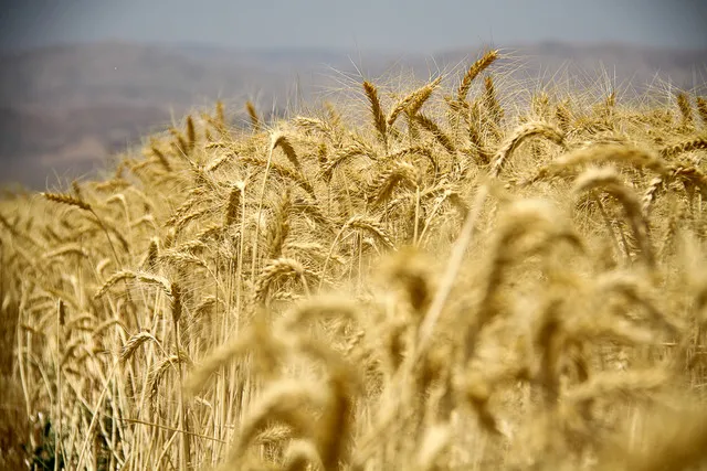 جشن شکرگزاری گندم برگزار می‌شود