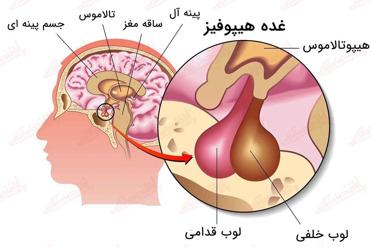 غده هیپوفیز کم‌ کار چیست؟ علل، علائم، تشخیص، درمان