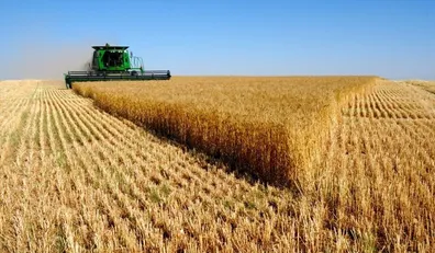 وعده-دولت-برای-پرداخت-کامل-مطالبات-گندم-کاران