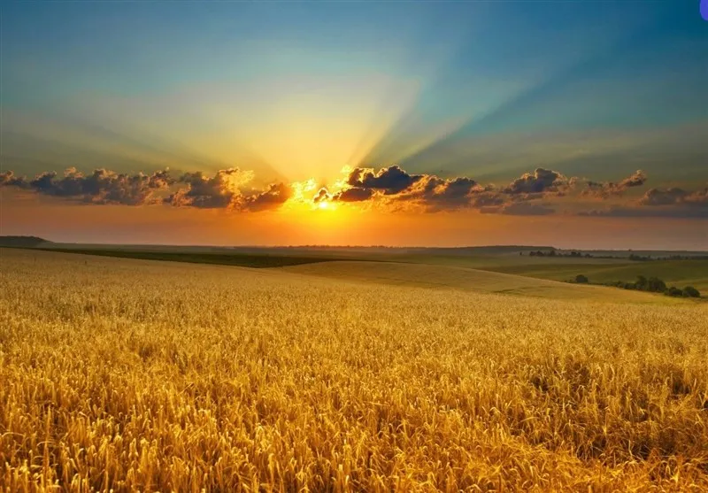 جهان برای افزایش ۴۰ درصدی قیمت گندم آماده شود
