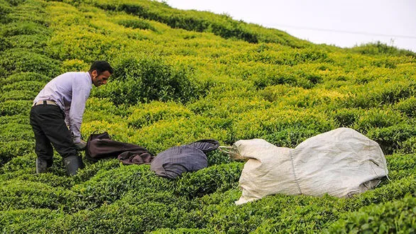 قیمت جدید خرید برگ سبز چای اعلام شد