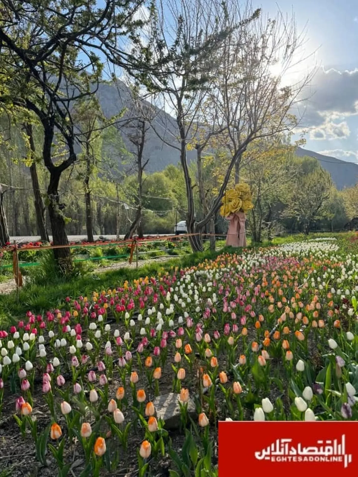 کوهپایه‌های البرز میزبان چهارمین «جشنواره گل ها» شد/۲۵۰ هزار شاخه گل هلندی زینت بخش جشنواره