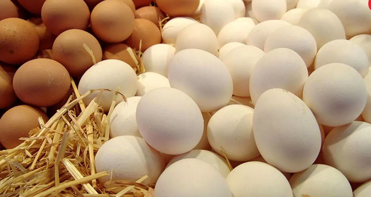 با یه لیوان آب «سن تخم مرغ» رو تشخیص بده + آموزش