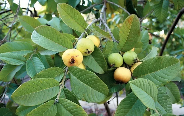 گیاهی که ریزش مو را متوقف می کند!