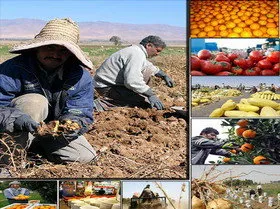 قیمت تولیدکننده‌ بخش کشاورزی ۲۰درصد افزایش یافت