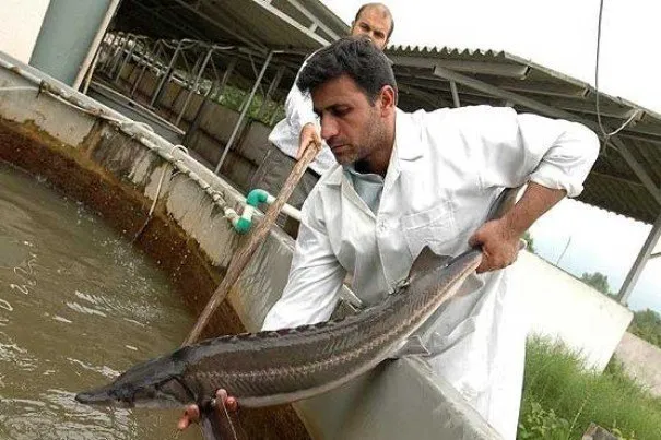 ادامه ممنوعیت صید ماهیان خاویارى دریای خزر