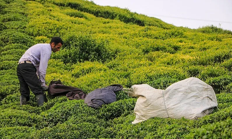 تمدید مهلت خرید تضمینی برگ سبز چای از کشاورزان تا ۱۰ آبان