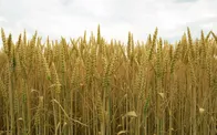 خبر مهم برای بازار گندم / واردات از سر گرفته شد