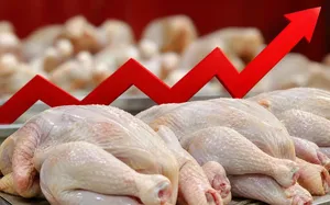اتفاق عجیب در بازار مرغ / پشت‌پرده جهش قیمت مرغ چیست؟