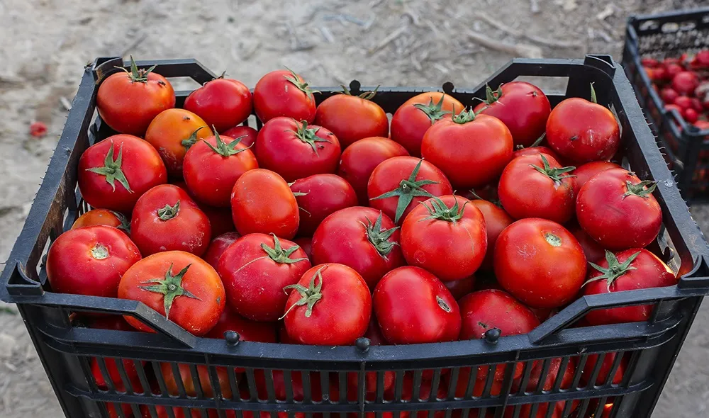 گوجه ارزان می&zwnj;شود/ میوه شب یلدا به میزان کافی تامین است