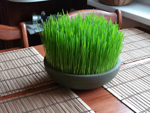 به جای سبزه، نهال نکارید