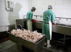 تولید خمیرمرغ +عکس