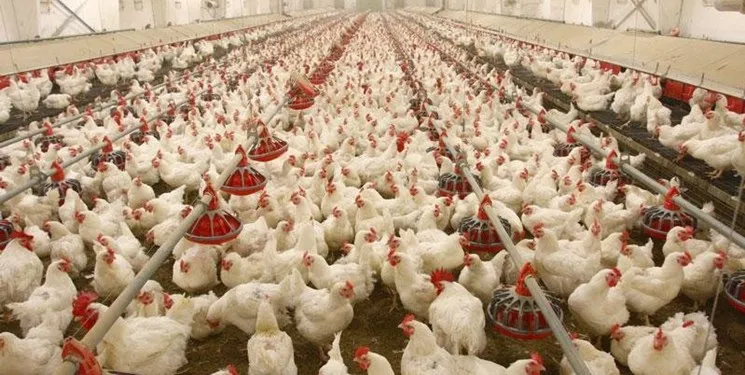 درخواست حجتی از رحمانی برای حذف عوارض صادراتی مرغ