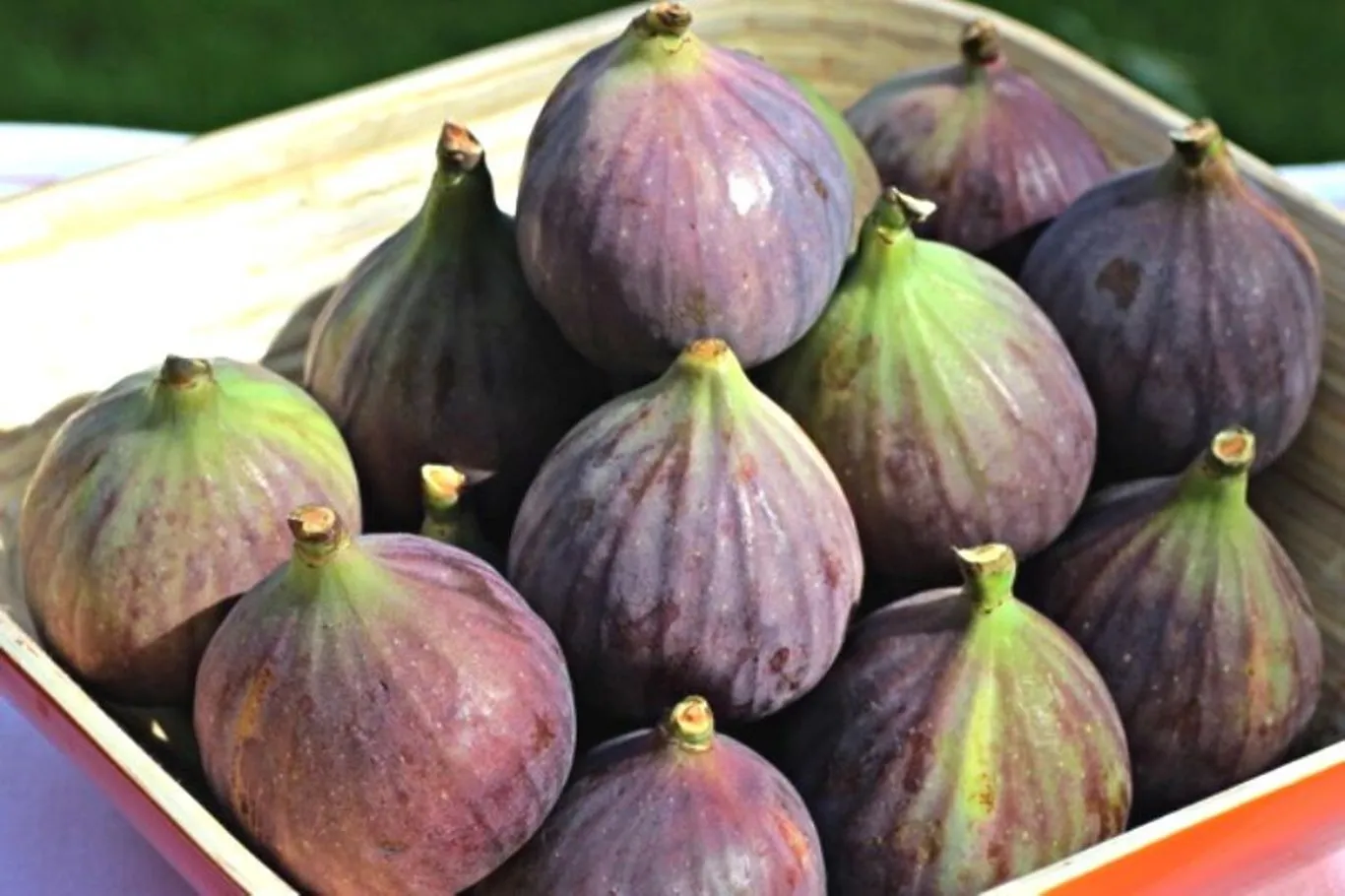 خاصیت درمانی انجیر در تسکین التهاب مفاصل و آرتروز
