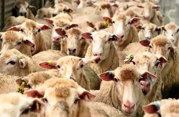 ادای نذورات مردم با خرید اینترنتی دام