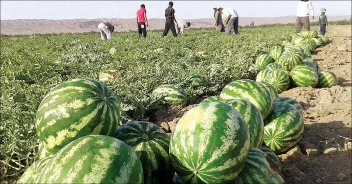 ۳۵ محصول کشاورزی مشمول پرداخت عوارض صادرات آب مجازی شدند