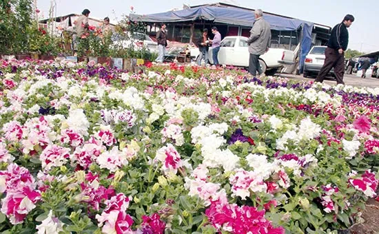 صادرات گل منتظر سرمایه‌گذاران خارجی