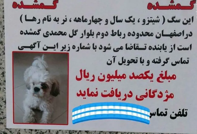 مژدگانی 10میلیونی برای سگ خانگی +عکس