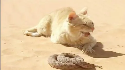 جنگ دیدنی گربه و مار زنگی + فیلم
