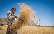 خبر-مهم-درباره-خرید-تضمینی-گندم-در-بودجه-1404