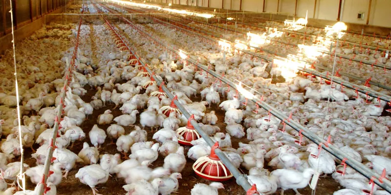 وزارت صمت فرآیندی برای تحویل مرغ از مرغداران تعریف نکرد