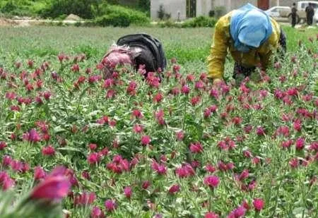 آشنایی با پر کاربردترین گیاهان دارویی