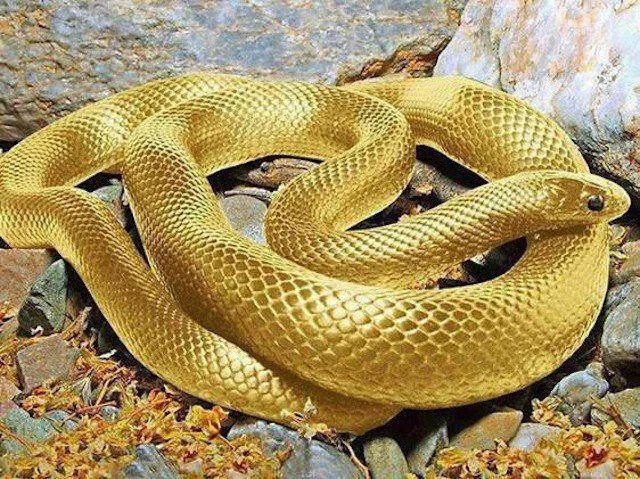 طالع بینی چینی؛ متولدین سال مار چه خصوصیاتی دارند؟