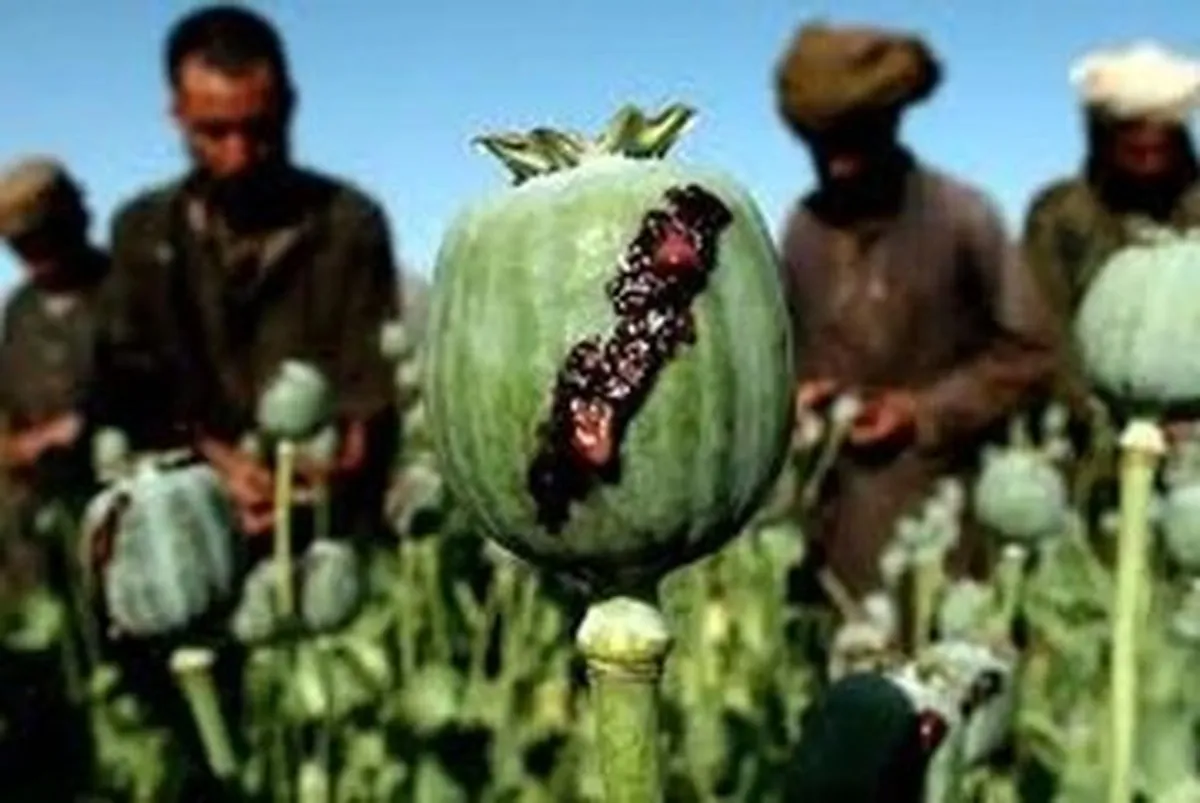 واکنش ستاد مبارزه با مواد مخدر درباره آزاد شدن کشت خشخاش