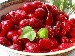 زغال اخته ارمنستان؛ کیلویی ۱۸هزارتومان