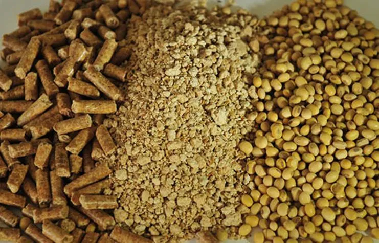 لغو ممنوعیت اختصاص ارز مبادله‌ای به واردات کنجاله سویا/ جلوگیری از افزایش قیمت مرغ