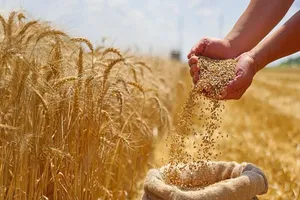 خبر مهم برای بازار گندم / تولید از مرز ۱۵ میلیون تن عبور کرد؟