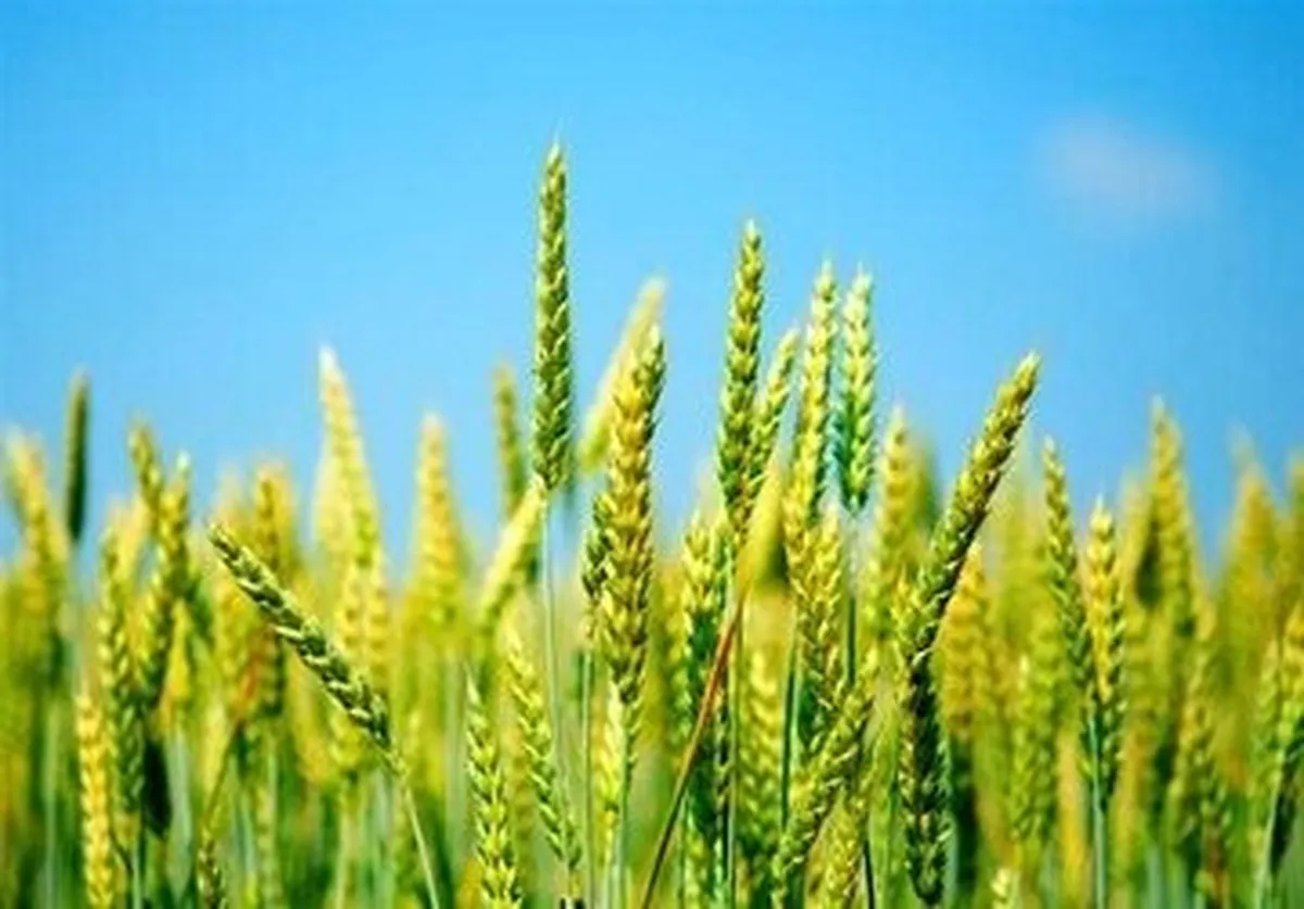 خبر مهم برای گندمکاران / خرید تضمینی گندم از این تاریخ آغاز می‌شود