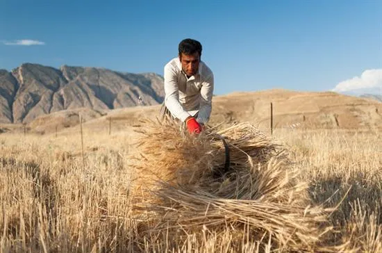 پرداخت ۵۵ درصد از مطالبات گندمکاران