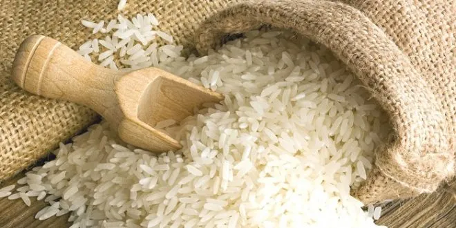 ۲.۳ میلیون تن؛ تولید برنج در سال‌جاری