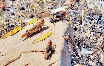 خوزستان در آستانه وضعیت قرمز ملخی