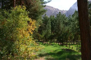 عملیات نفس‌گیر پلیس در جنگل‌های تالش / سرنوشت چهار جوان مفقود چه شد؟