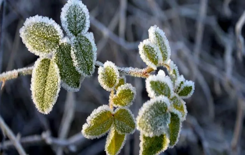 سرمازدگی و وزش باد در راه است