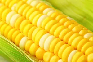 برداشت ذرت علوفه‌ای +فیلم