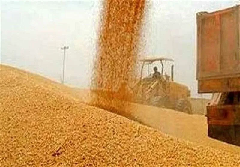 افزایش ۲۱ درصدی خرید تضمینی گندم در آذربایجان شرقی