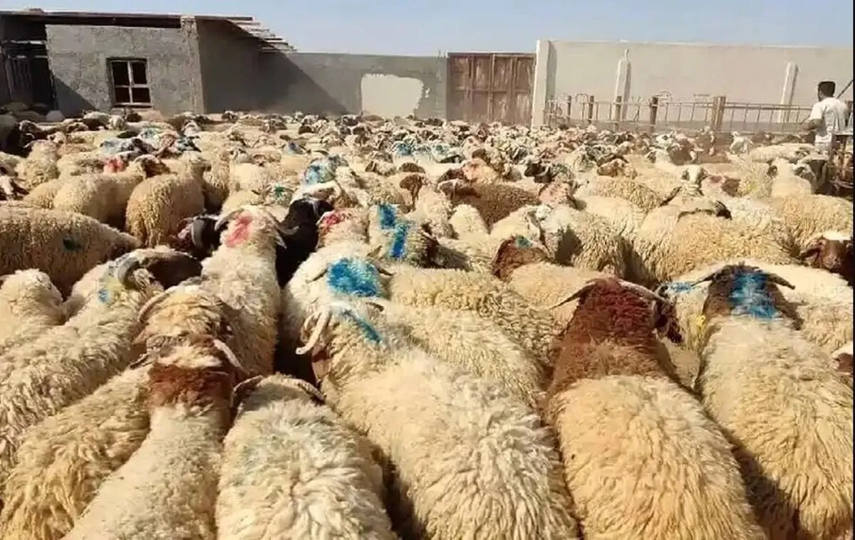 گوسفند و گوساله گران شد/ قیمت جدید دام‌زنده امروز ۱۶ آبان‌ماه ۱۴۰۴ +جدول