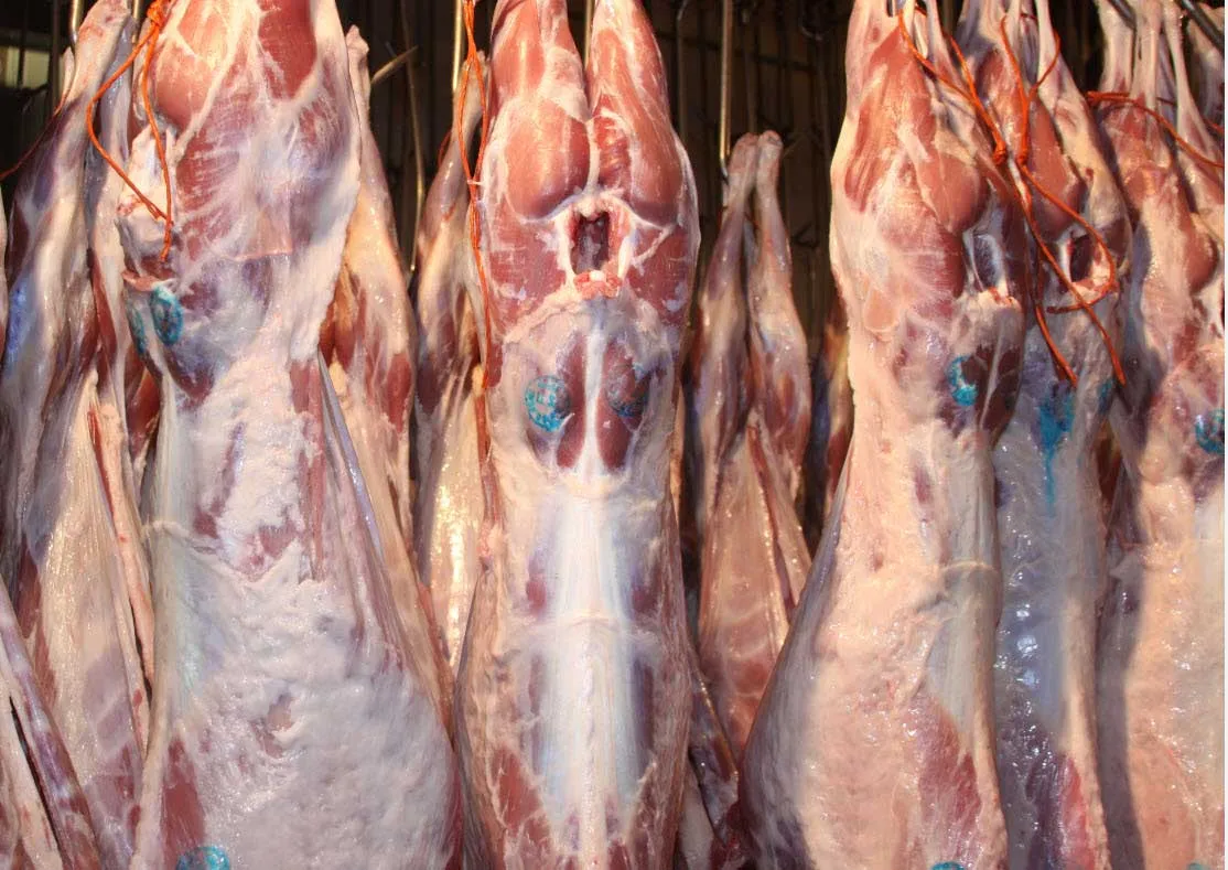 الزام کارگروه دام و طیور به بررسی وضعیت تولید گوشت قرمز