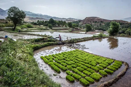 مجازات سنگین برای تغییر کاربری زمین کشاورزی
