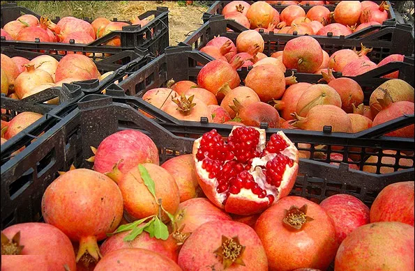 یاقوت سرخ لرستان به یغما می‌رود