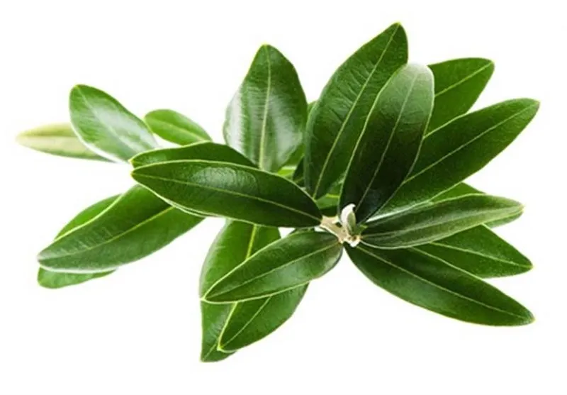 با مصرف جوشانده این برگ به جنگ 