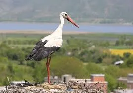 لک‌لک‌ها بر بام روستاهای آذربایجان غربی